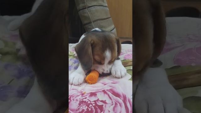Бигль Джесика грызет морковку под Охраной Великого Льва Нарасимхи!😜 смотреть онлайн