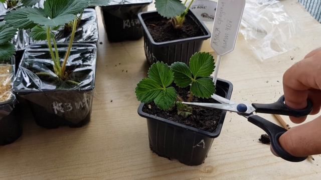 Что произойдет если на рассаде клубники обломились листья... смотреть онлайн