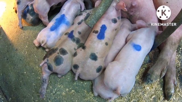 469‼️Установил профессиональную бункерную кормушку для свиней???‼️