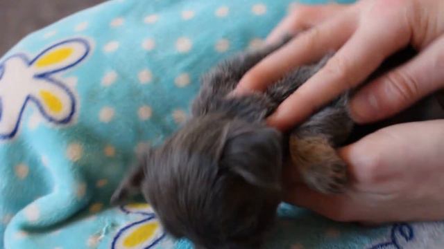 голубо-подпалый чихуахуа мальчишка смотреть онлайн