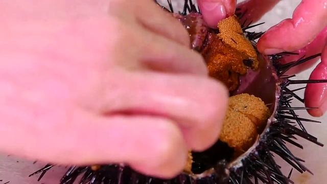 Икра морских Ежей подается сырой. Стоит дороже черной смотреть онлайн
