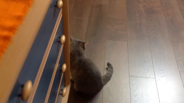 Мой видео обзор на мое домашние животное)#3 смотреть онлайн