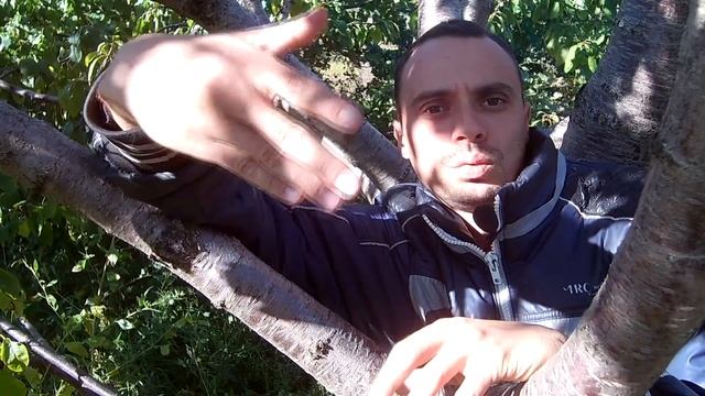 Выращивание малины отличия ремонтантной малины от обычной смотреть онлайн