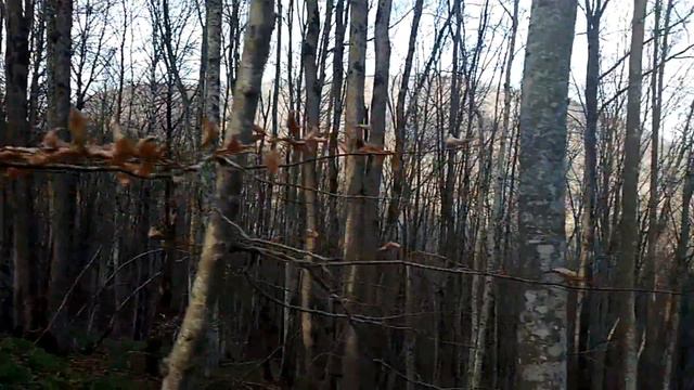 Фаногорийское , ноябрь 2017 смотреть онлайн