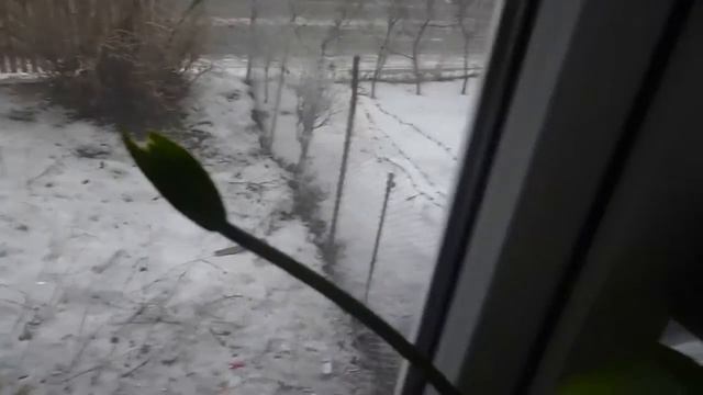 Туманное утро Амазонская лилия - Эухарис Орхидея Фиалки 09 02 2015 смотреть онлайн