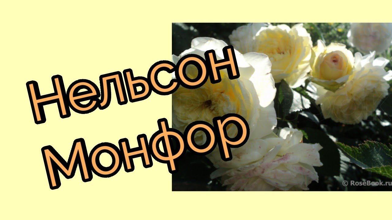 Роза Нельсон Монфор.Шраб. смотреть онлайн