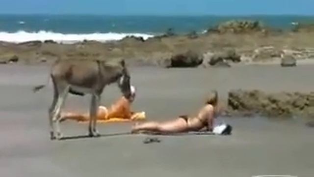 Видно девки хороши! смотреть онлайн