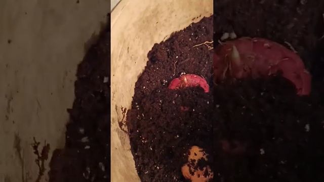 Гладиолусы. Посадка в кашпо. Подготовка перед посадкой в открытый грунт. смотреть онлайн