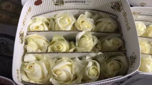 Эквадорская плантация роз