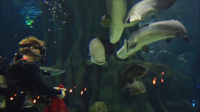 Кормление пираний, акул и арапайм (видеосет) смотреть онлайн