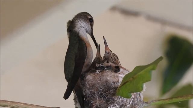 Hummingbird nest and feeding - Гнездо колибри и кормление птенцов смотреть онлайн