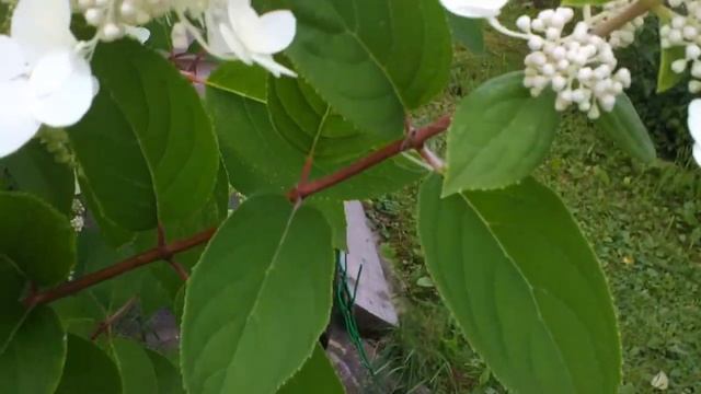 41 Дачные картинки. Гортензия "Пинки-Винки" смотреть онлайн