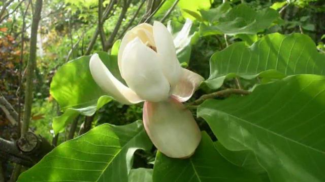 Magnolia Hypoleuca 2 смотреть онлайн