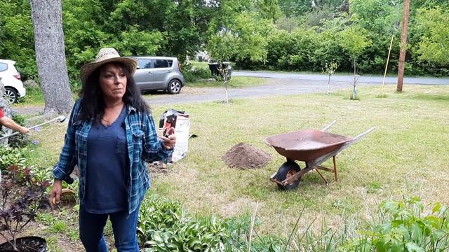 Plant a Royal Purple Smoketree in zone 5! #thehandmadens #mandofightsback #royalpurplesmoketree смотреть онлайн