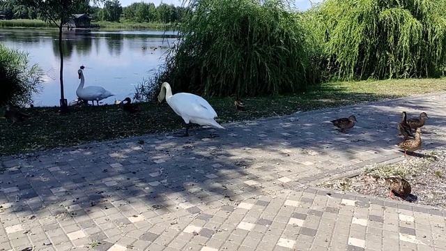 Дикий белый лебедь ест почти из рук Алины смотреть онлайн