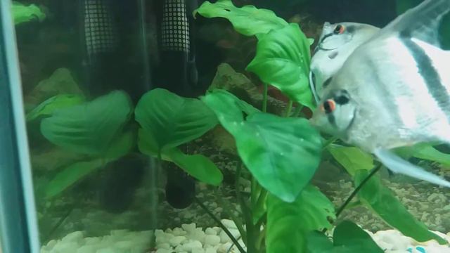 Скалярия откладывает икру смотреть онлайн