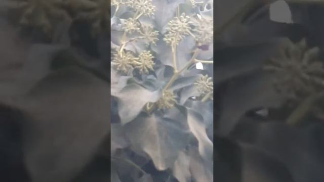 Ядовитый плющ и Осы!!! смотреть онлайн