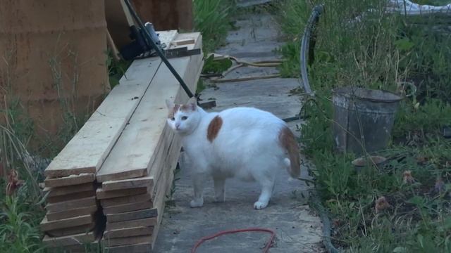 КОТ НА ДАЧЕ смотреть онлайн