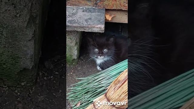 Дачники бросили кошку с котятами. смотреть онлайн