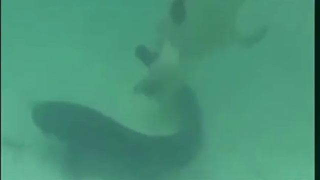Уха уха уха уха уха ухахаха смотреть онлайн