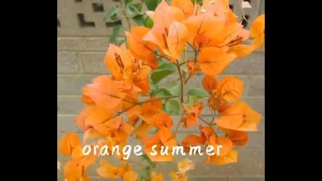 THE FIRST BOUGAINVILLEA VIDEO REFERENCE смотреть онлайн