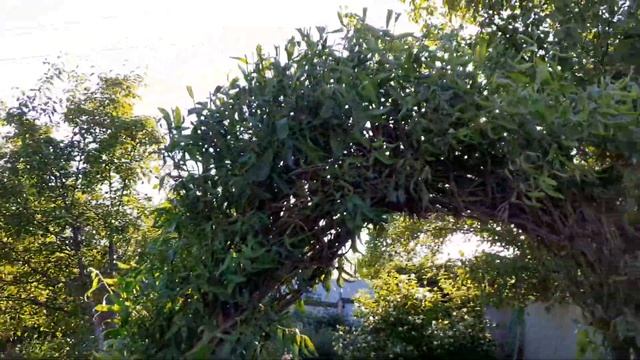 Дача,начало июня.Скоро всё как зацветёт!!! смотреть онлайн