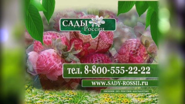 Программа "Наш Сад" № 38 смотреть онлайн