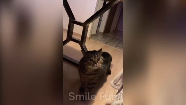 Смешные котики #85.mp4 смотреть онлайн
