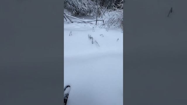 Комары зимой в лесу.... Как??? #природа #зима #лес смотреть онлайн