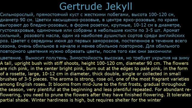 #Розы романтические4 #Цветы для сада и бизнеса от Ольги Шевчук смотреть онлайн