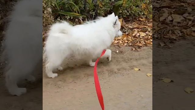 Японский шпиц щенок смотреть онлайн