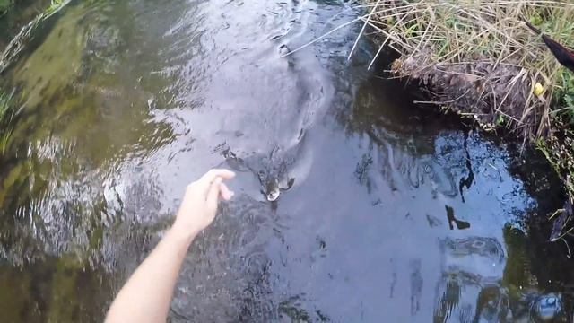 трофейный голавль день 1 й смотреть онлайн