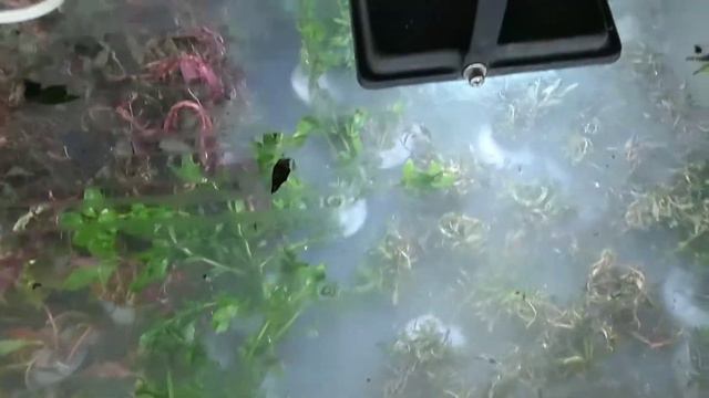 plantas acuaticas смотреть онлайн