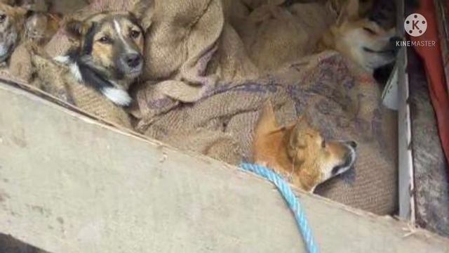 Странный грузовик с “живым грузом” ехал по дороге… А внутри 36 связанных собак!