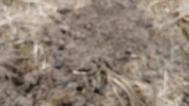 №95 ОТКРЫЛ ДЛЯ СЕБЯ НОВОЕ ПОЛЕ ДЛЯ КОПА. ПОИСК МОНЕТ И СТАРИНЫ С ЭКВИНОКС 800. смотреть онлайн