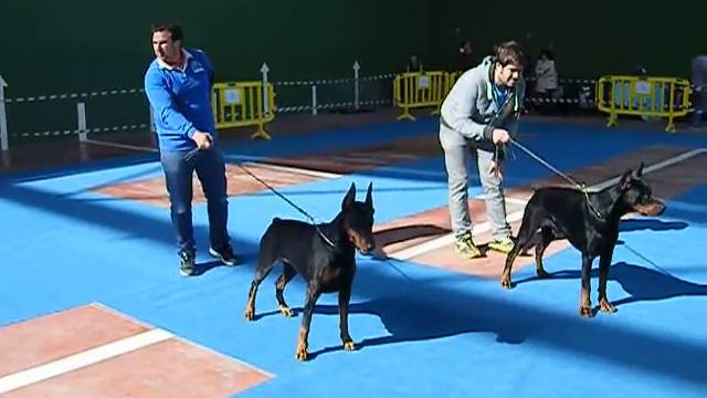 akira de lances "vega" con armando guzman exposicion cieza 2015 jugandose mejor dobermann negro смотреть онлайн