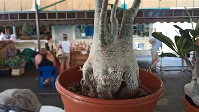 Адениум. Знакомство состоялось. Докупаем