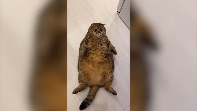 14 МИНУТ СМЕХА! УГАРНЫЕ ПРИКОЛЫ С ЖИВОТНЫМИ! Я РЖАЛ ДО СЛЕЗ!!! 2022! смотреть онлайн