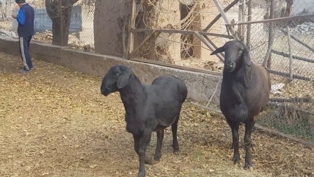 Гиссарские овцы Кыргызстан. Анвар Рустемов +77017224679(ватцап) Казахстан, Шымкент смотреть онлайн