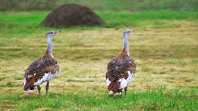 СтаниславскаяГ Б Юный натуралист Приспособление птиц к полету Птицы степей и пустынь смотреть онлайн