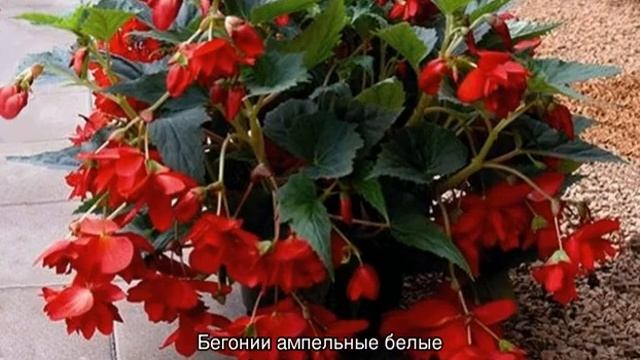 Ампельная бегония — посадка и уход в открытом грунте