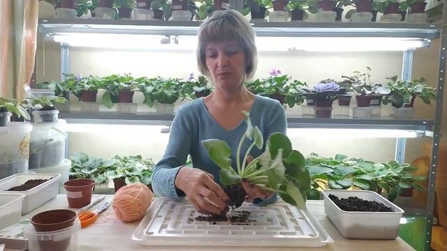 Мастер-класс Переукоренение розетки фиалки смотреть онлайн