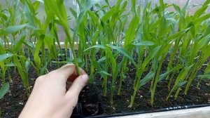 Кукуруза "бондюэль" ? Свит Хани F1 JoySeeds