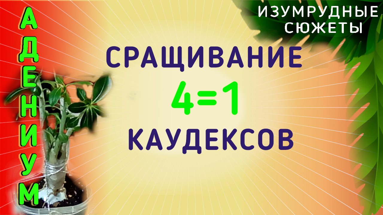 Адениум. Как сформировать красивый каудекс. Сращивание адениумов каудексами.