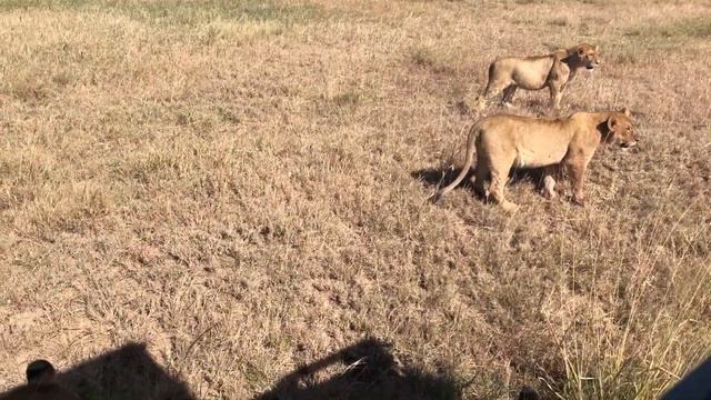 Lion sightings on a game drive at Serengeti National Park смотреть онлайн