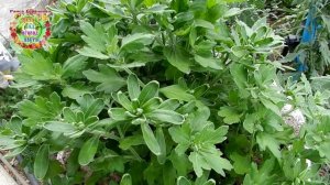 ХРИЗАНТЕМЫ НЕ ЦВЕТУТ! ПОЧЕМУ?