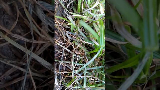 Паук сенокосец Opiliones смотреть онлайн