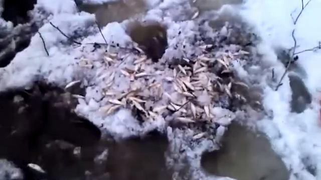 замор рыбы в Россонах смотреть онлайн