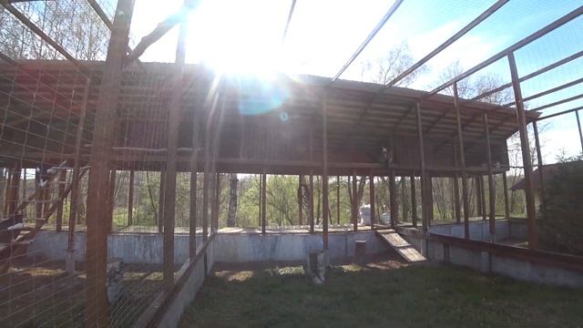 ПАРК ПТИЦ " ВОРОБЬИ " ЧАСТЬ 1 ПОПУГАИ КУРЫ ПЕТУХИ ГИГАНСКИЙ ГОЛУБЬ смотреть онлайн