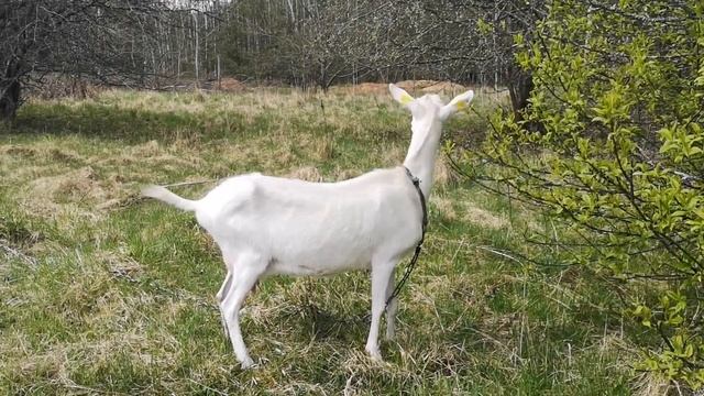 Пьют ли козы молоко? Отучаю козу от самовыдаивания. смотреть онлайн